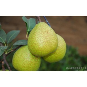 供应慧聪优质供应商烟台益平纯天然无公害   烟台水果