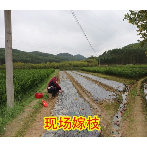 贵州大量红广桔果苗批发_贵州哪里有红广桔果苗买