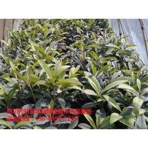 枇杷苗批发价格/枇杷苗种植基地/枇杷苗