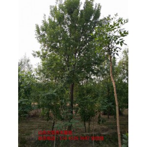 山东合欢树 滨州速生合欢树 速生合欢树 速生合欢树小苗