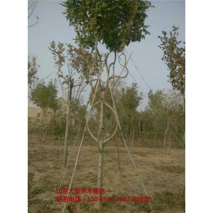 大型造型白蜡树基地，造型白蜡树出售，山东金叶造型白蜡，滨州速生造型白蜡