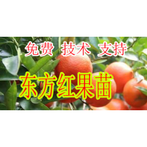 昭通哪里有柑橘新品种东方红苗批发