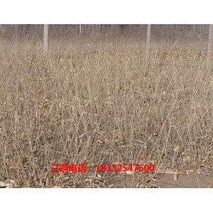 天津枸杞苗培育种植基地 天津枸杞苗扦插育苗基地