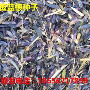 亳州板蓝根种子专业种植 亳州板蓝根种子专业育苗