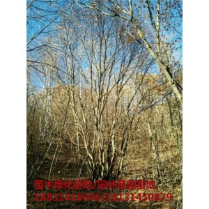 承德丛生五角枫苗木基地 承德丛生五角枫培育基地