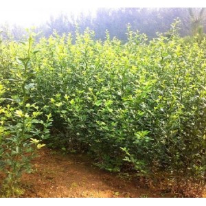 积壳苗基地  优质积壳苗价格