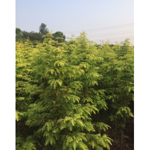 金叶水杉4