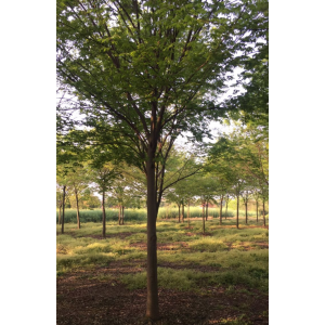 榉树2