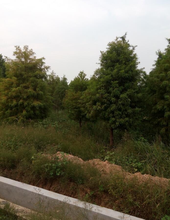 QQ截图20170908101832