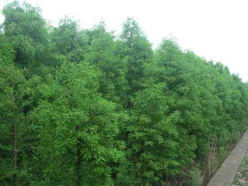 timg_image&quality=80&size=b9999_10000&sec=1505797508939&di=5833a145dfd34d0dfc7c96fd6ac63f3f&imgtype=0&src=http%3A%2F%2Fwww.huamu.cn%2Fpicture%2F2009071614273166.jpg