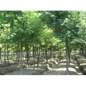 重阳木