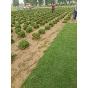 马里拉草坪