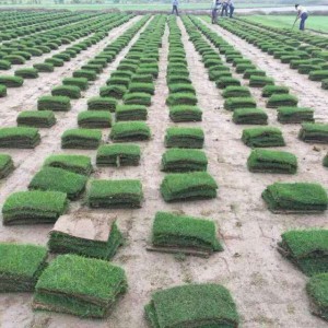马里拉草坪