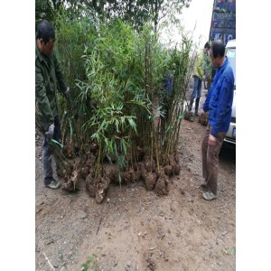 单株苗（三年地径1-2.5公分）