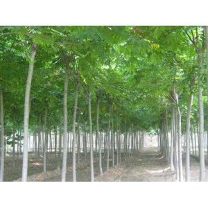 10-15cm黄山栾