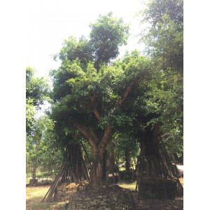 榕树
