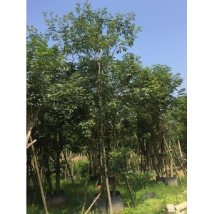黄花风铃木(多杆)