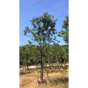 黄花风铃木（单杆）