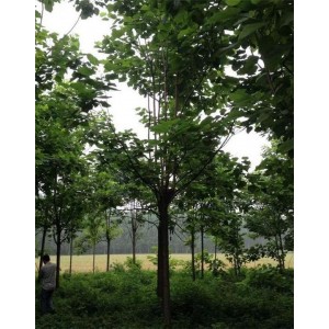楸树基地