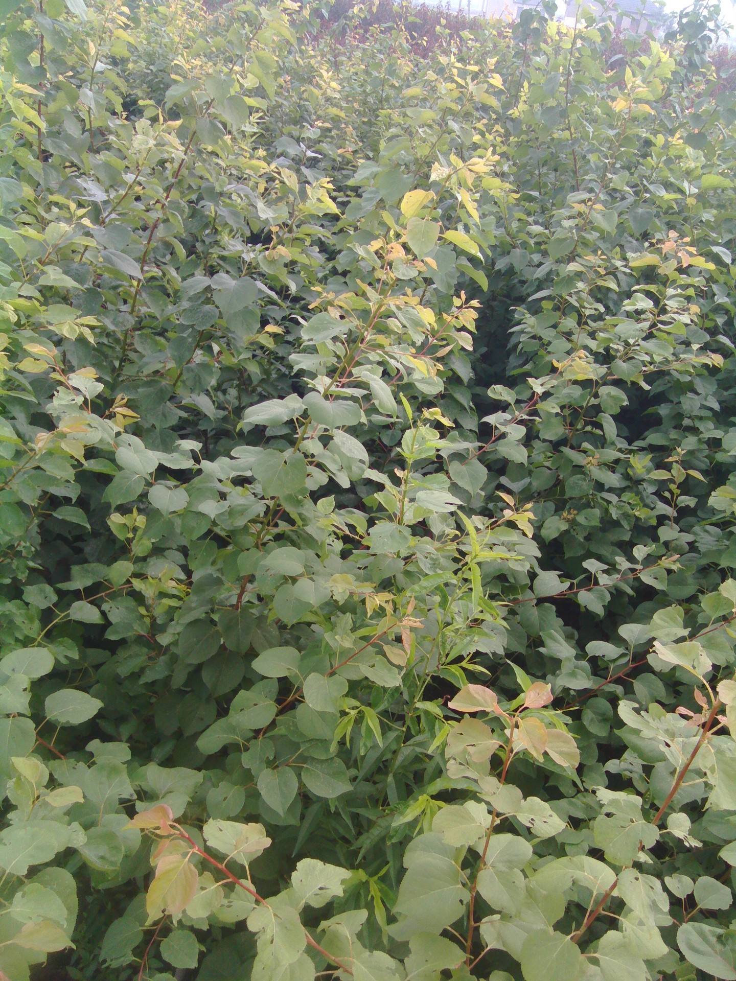 timg (1)