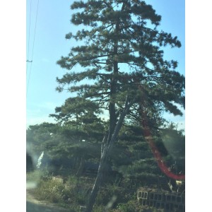 造型松种植