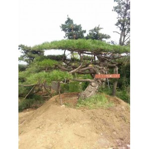 景观松基地