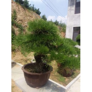 精品盆景