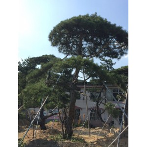 精品古松