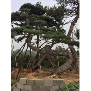精品古松