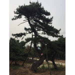 精品古松