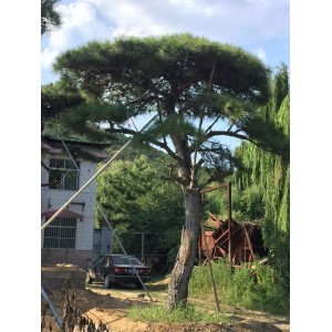 精品古松