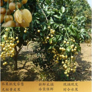 黄皮果