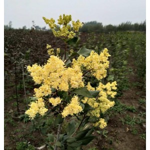 黄花丁香苗木基地