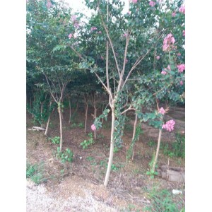 紫薇基地