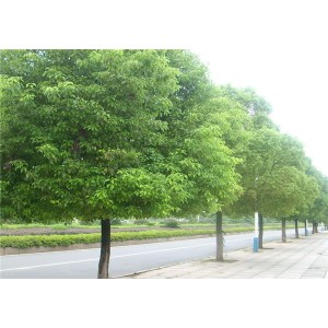香樟