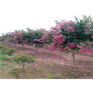 紫微基地