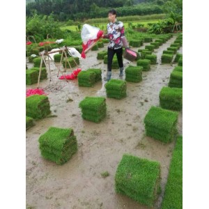 马尼拉草卷