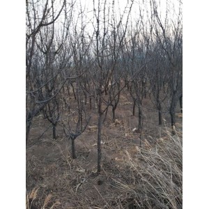 杏树