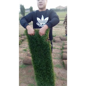 早熟禾