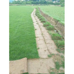 马尼拉草坪价格