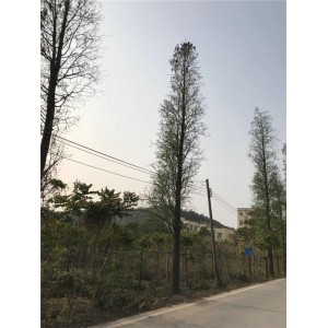 落羽杉树基地