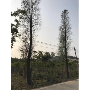 落羽杉基地