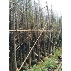落羽杉袋苗