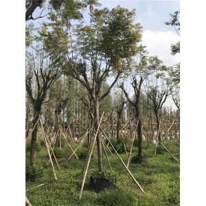 蓝花楹