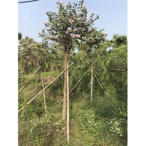 宫粉紫荆