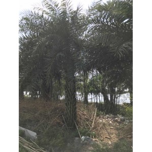 中东海枣基地