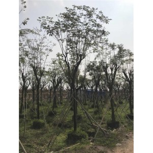 黄花风玲