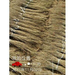 梭梭苗价格