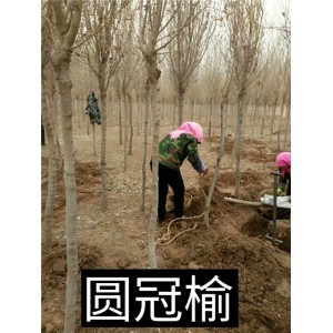 圆冠榆