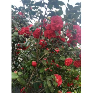 茶花